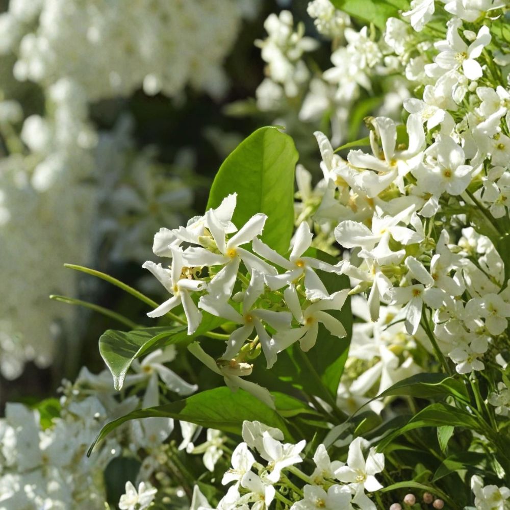 Star Jasmine Live Plant 4–6” – Confederate Jasmine Vine, Fragrant Climbing Plant, Trachelospermum jasminoides, Garden, Fences, Containers