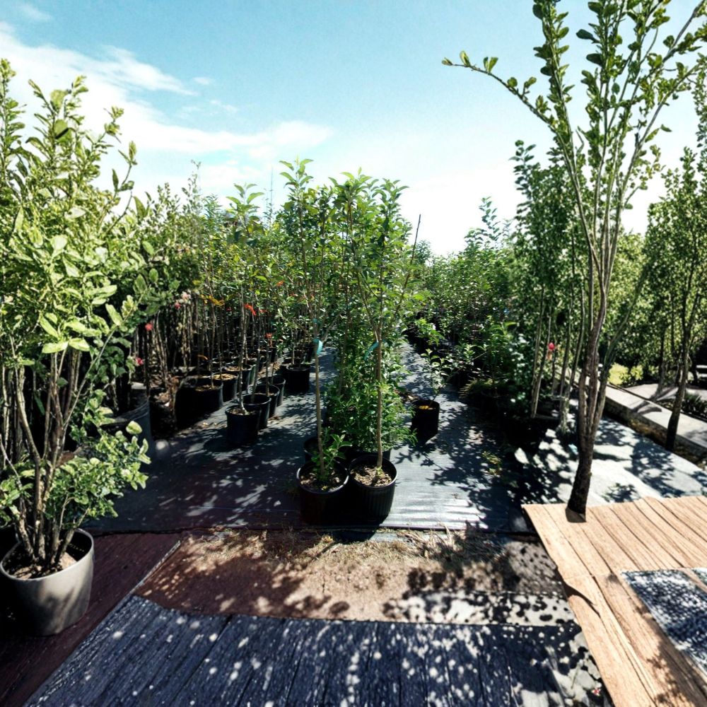 York Apple Tree – Live Fruit Tree with Sweet Juicy Apples, 4–6 Feet Tall, Productive Orchard Tree, Easy to Grow, Malus domestica