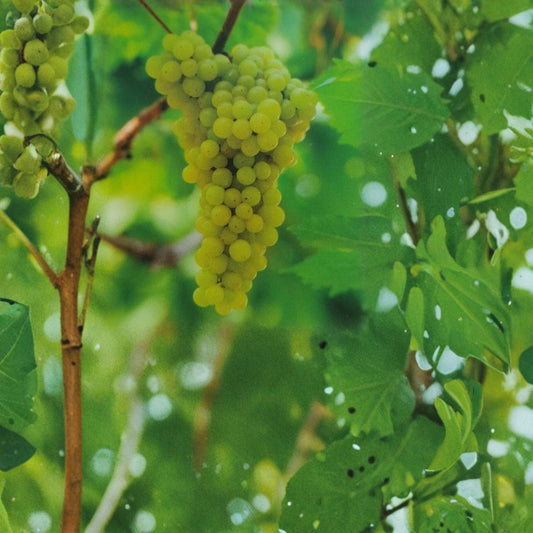 Lakemont Seedless White Grape Vine – Live Fruit Plant, Self-Fertile Table Grapes, 2 Gallon, Easy to Grow, Home Garden & Vineyard Favorite
