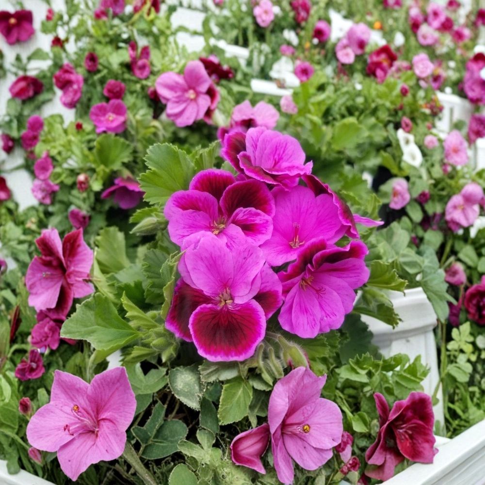 Martha Washington Geranium Cuttings – Pelargonium Live Plant, Rose Pink Blooms, Patio & Container, 6 Unrooted Cuttings