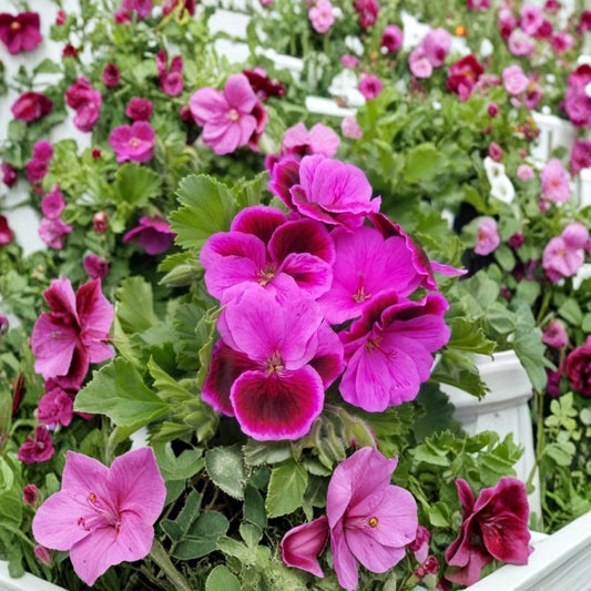 Martha Washington Geranium Cuttings – Pelargonium Live Plant, Rose Pink Blooms, Patio & Container, 6 Unrooted Cuttings