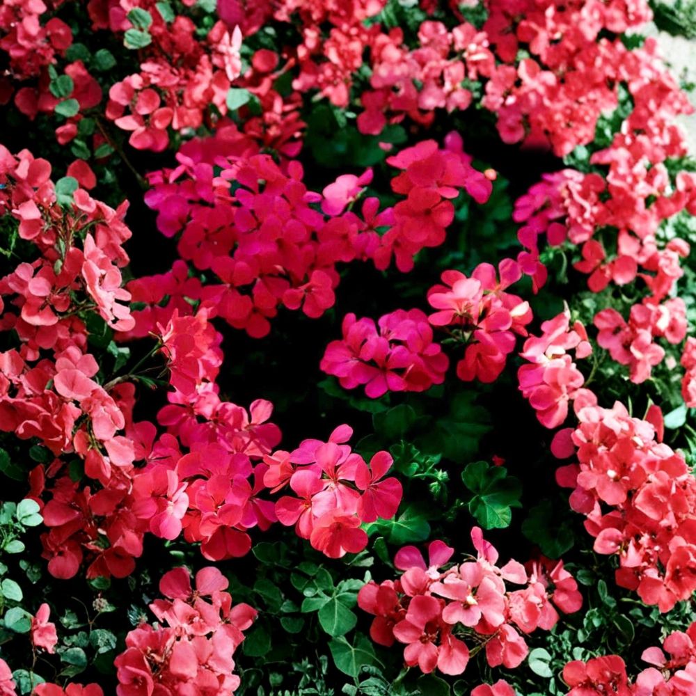 Fuchsia Ivy Leaf Geranium Seeds – 3 Pelargonium Summer Showers, Trailing Hanging Basket Flowers, Hummingbird Friendly, Outdoor Garden Plant