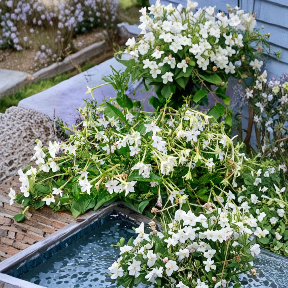 Aztec Nicotiana Seeds – Nicotiana alata Jasmine-Scented Night Blooming Flowers – Ornamental Tobacco – 200 Seeds for Easy Garden Growth