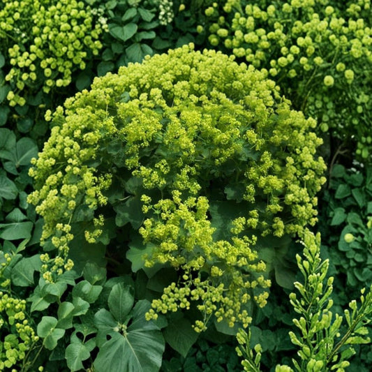 Lady’s Mantle Seeds – 250 Alchemilla mollis Hardy Perennial Flower for Cottage Gardens, Low Maintenance, Lush Green Foliage