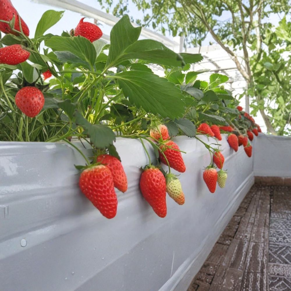 Akihime Strawberry Plants – 6 Pack Live Bare Root Fragaria × ananassa Japanese Sweet Creamy Strawberries