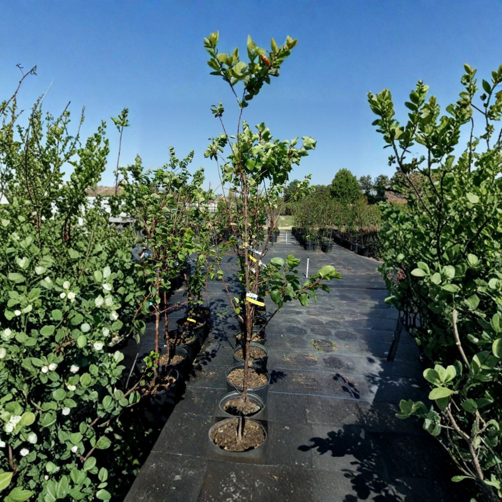 Katy Apricot Tree – Live Fruit Tree with Juicy Apricots | Prunus armeniaca | 4-6 Feet Tall | Home Orchard Plant