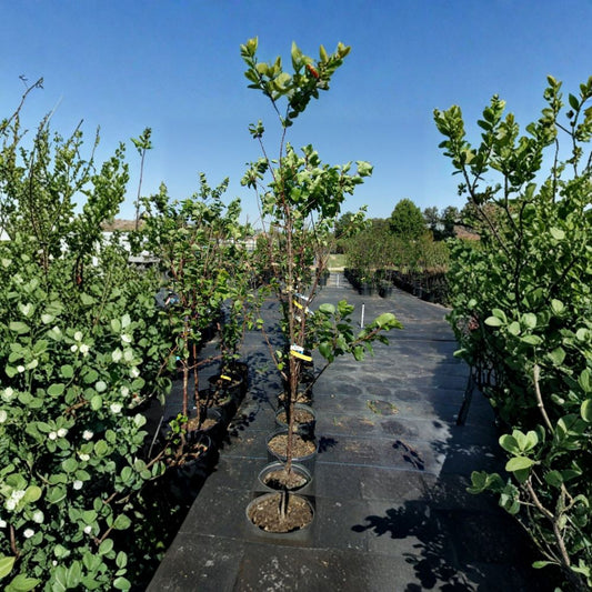Katy Apricot Tree – Live Fruit Tree with Juicy Apricots | Prunus armeniaca | 4-6 Feet Tall | Home Orchard Plant