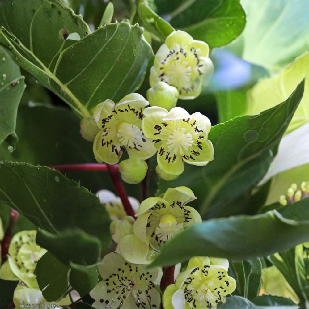 Fairchild Male Kiwi Pollinator Live Rooted Hardy Vine for Zones 4-8 | Male Pollinator Plant | Actinidia deliciosa