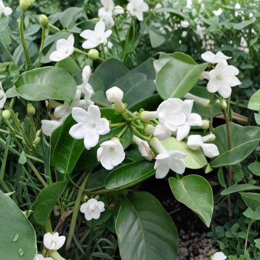 Madagascar Jasmine Seeds – Stephanotis floribunda, Fragrant White Flower Vine, Exotic Climbing Plant, Indoor Outdoor Garden Accessory