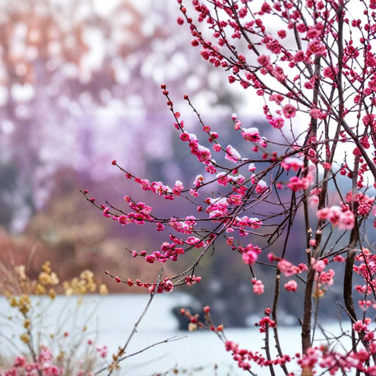 Peggy Clarke Flowering Apricot Tree Live Plant – Prunus mume Japanese Ume Bonsai with Fragrant Pink Blossoms