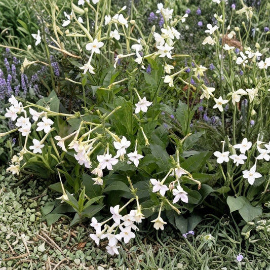 Jasmine Tobacco Seeds – Nicotiana alata Flower Pack | Fragrant Evening Blooming Pollinator Garden Plant | Easy to Grow Seeds