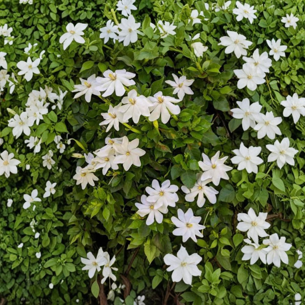 Wild Gardenia Seeds – Gardenia thunbergia, Rare Fragrant White Flower Shrub, Exotic Gardenia Tree Seeds, 5 Pack