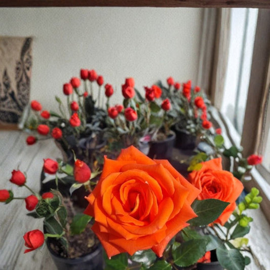 Marina Everblooming Floribunda Rose Plant – Salmon Orange Blooms, 5 Gallon Live Rose Bush, Flowering Garden Shrub, Hardy Rose Plant