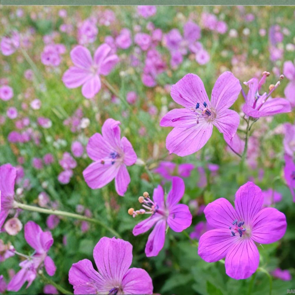 Danny Boy Geranium Seeds – 25+ Flower Seeds for Garden Borders & Pots | Vibrant Blooms | Easy to Grow | USA Shipping