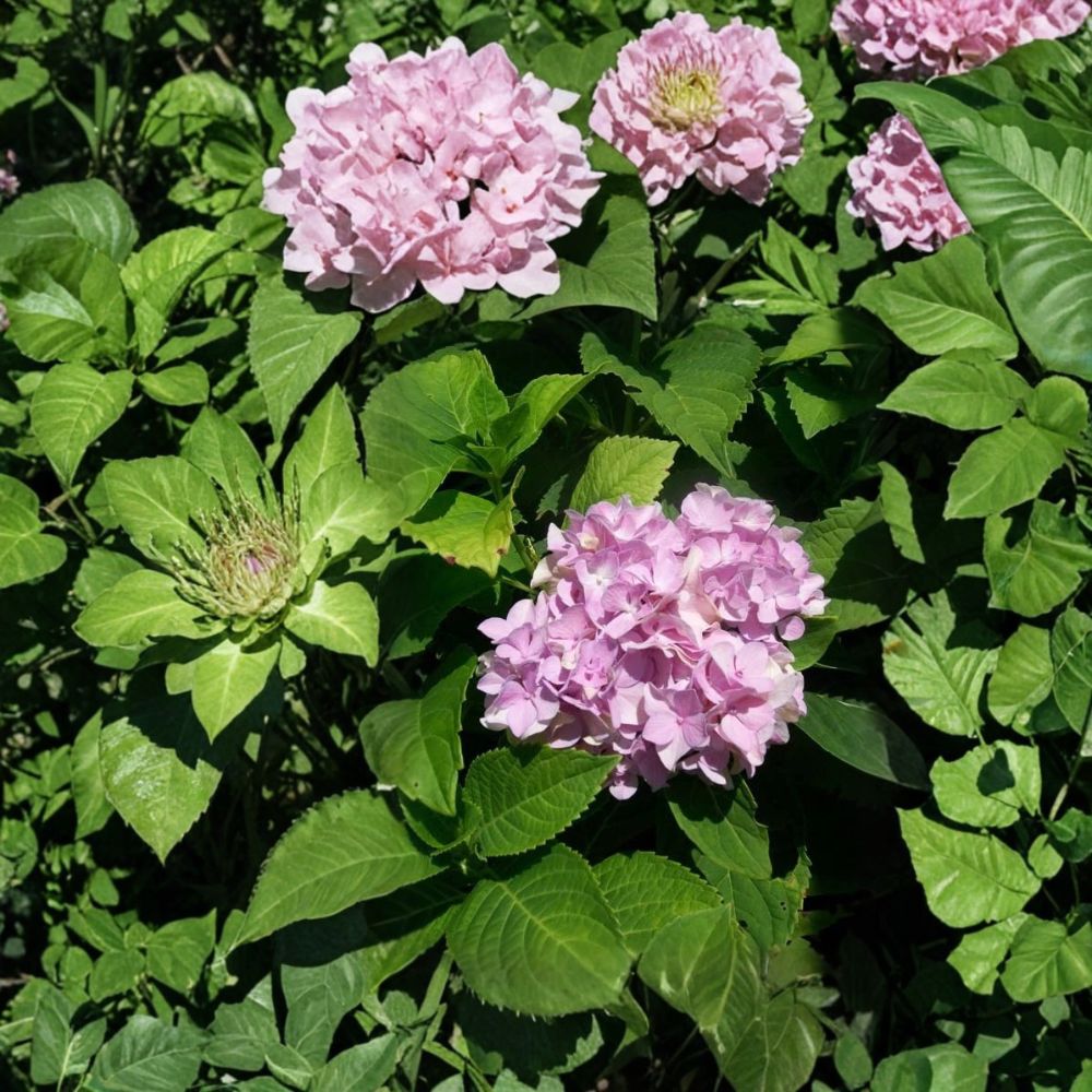 Nikko Blue Hydrangea Live Shrub Plant | 3 Gallon Size | Large Blue Flower Clusters | Hydrangea macrophylla Garden Accent