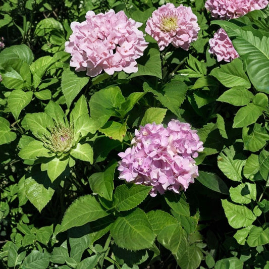 Nikko Blue Hydrangea Live Shrub Plant | 3 Gallon Size | Large Blue Flower Clusters | Hydrangea macrophylla Garden Accent