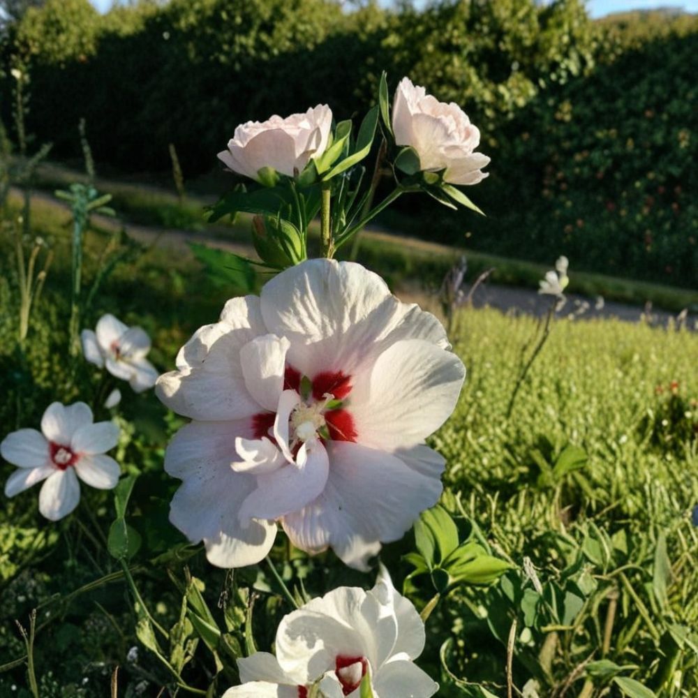 Double Flower White Althea Rose of Sharon Live Plant | 3 Gallon Hibiscus syriacus Shrub with Double White Blooms | Easy to Grow Landscape Favorite