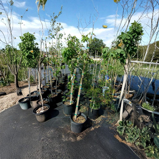 Native Red Maple Tree – Acer rubrum Live Tree, 4–6 Feet Tall, Fall Color, Shade Tree, Fast Growing, Hardy Landscape Tree