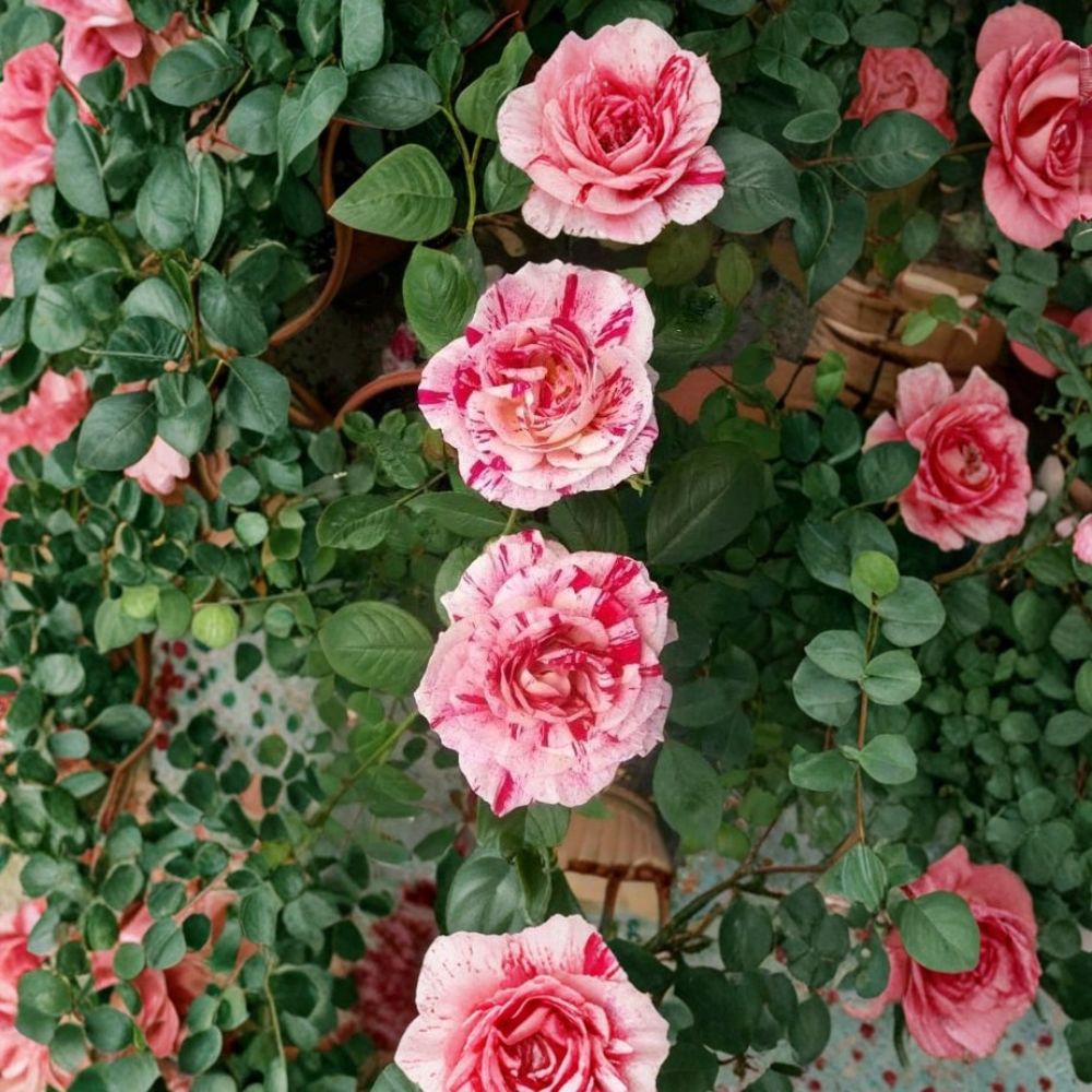 Scentimental Floribunda Rose – Live Bush Plant, 1 Gallon, Striped Red & White, Double Blooms, Garden Rose, Hardy, Easy to Grow