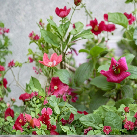 Hawaii Red Cranesbill Geranium Seeds – 25+ Premium Red Flower Seeds for Garden, Borders, Containers, Hardy Pelargonium sanguineum