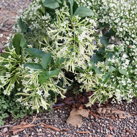 Night Blooming Jasmine Live Plant – Cestrum nocturnum Tropical Shrub with Fragrant Night Flowers for Indoor Outdoor Gardens