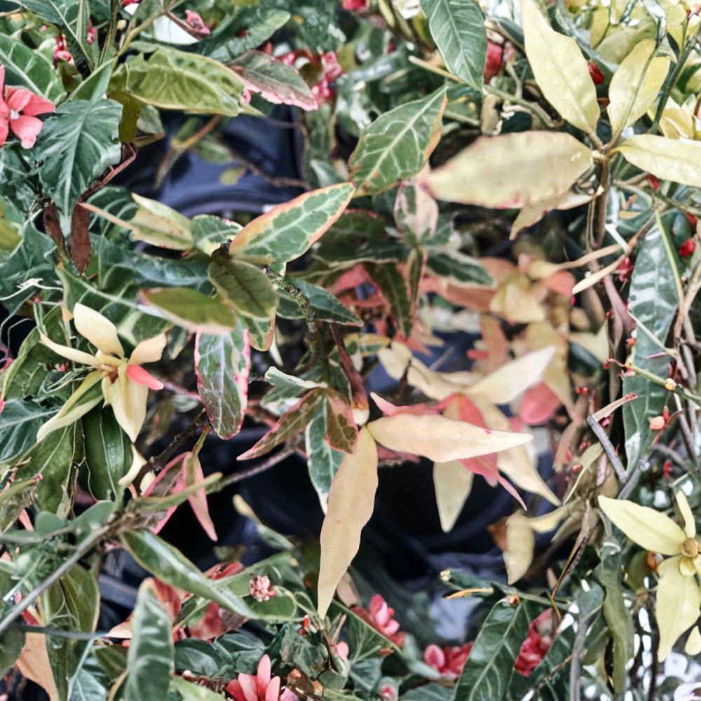 Variegated Asiatic Jasmine ‘Tricolor’ Live Plant – Evergreen Vine, Ground Cover, Trachelospermum asiatica, 4–6 Inches Tall
