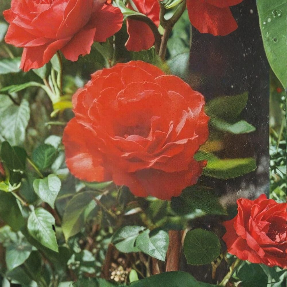 Impatient Floribunda Rose Bush – Orange Red Blooms, Repeat Flowering, 5 Gallon Live Plant, Rosa Landscape & Garden Shrub