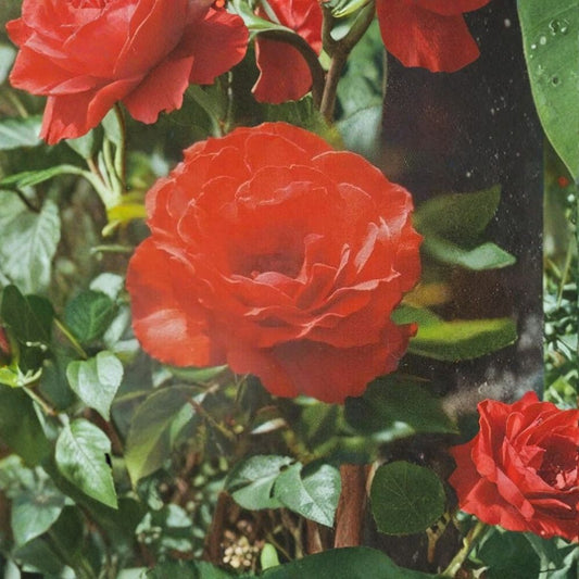 Impatient Floribunda Rose Bush – Orange Red Blooms, Repeat Flowering, 5 Gallon Live Plant, Rosa Landscape & Garden Shrub