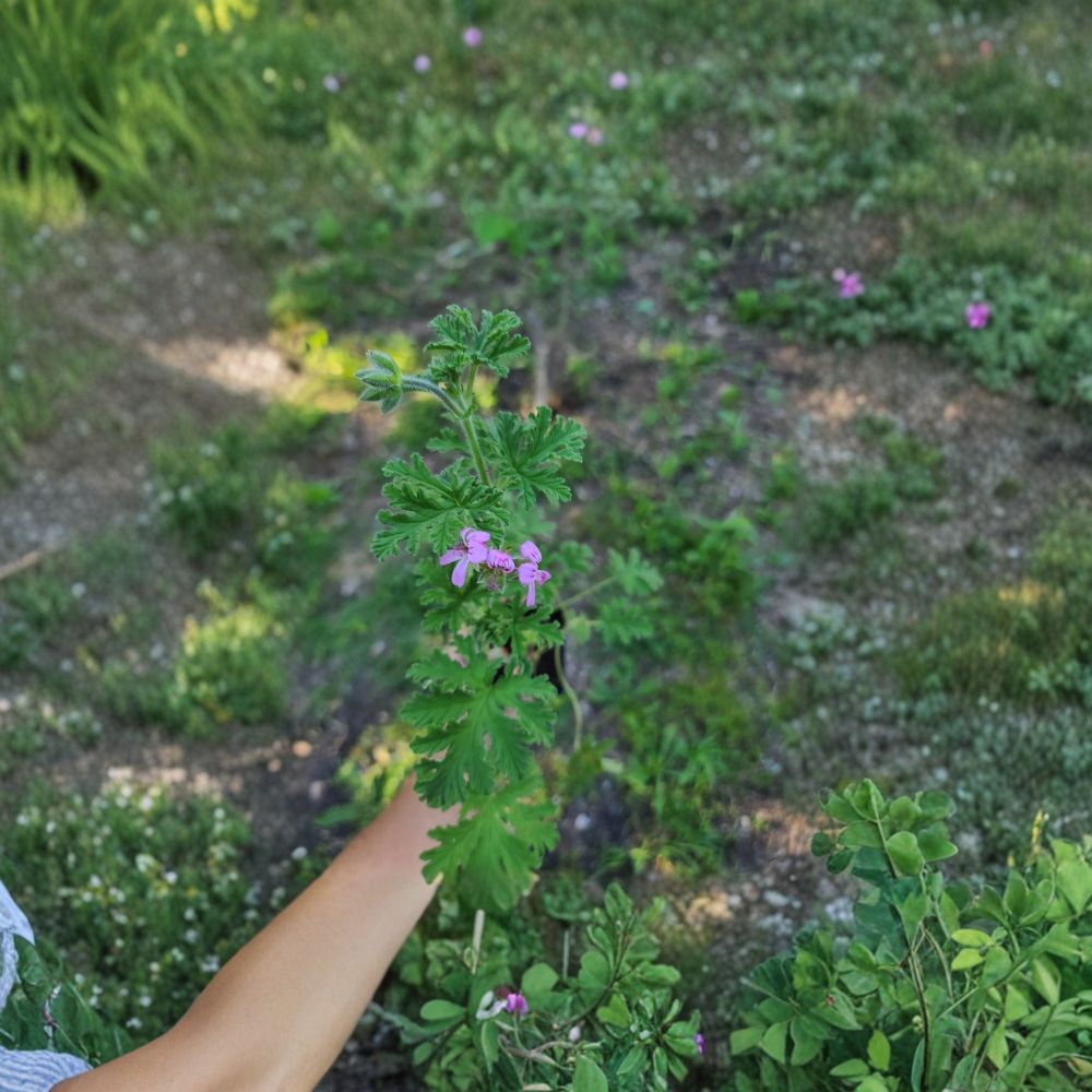 Citronella Scented Geranium Live Plant – Pelargonium citrosum Mosquito Repellent, Patio & Container Friendly, Easy to Grow