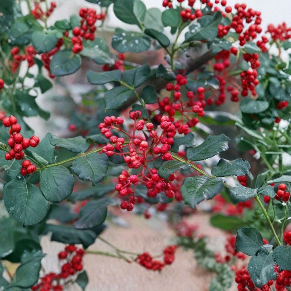Sichuan Pepper Tree Live Plant – Zanthoxylum simulans – 3 Ft in 1-Gallon Pot – Hanyuan Da Hong Pao – Szechuan Herb Tree