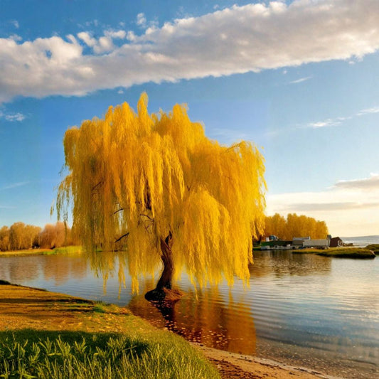 Golden Weeping Willow Tree – Salix babylonica Live Plant | Potted Ornamental Tree | Fast Growing Foliage Plant