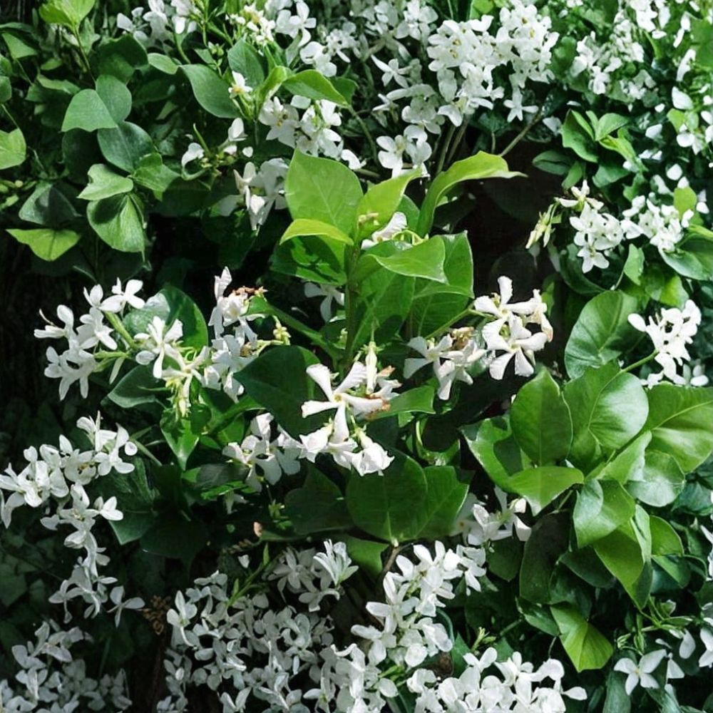 Confederate Jasmine Vine Live Plant – Trachelospermum jasminoides, Fragrant Evergreen Climbing Vine, Patio Trellis Plant, 1 Quart