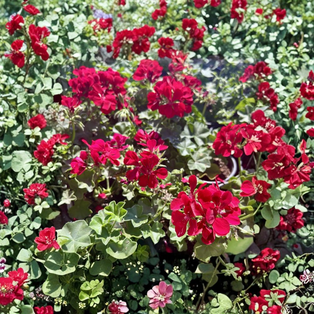 Red Geranium Live Plant in Pot – Blooming Pelargonium Flower for Patio & Outdoor Container Garden