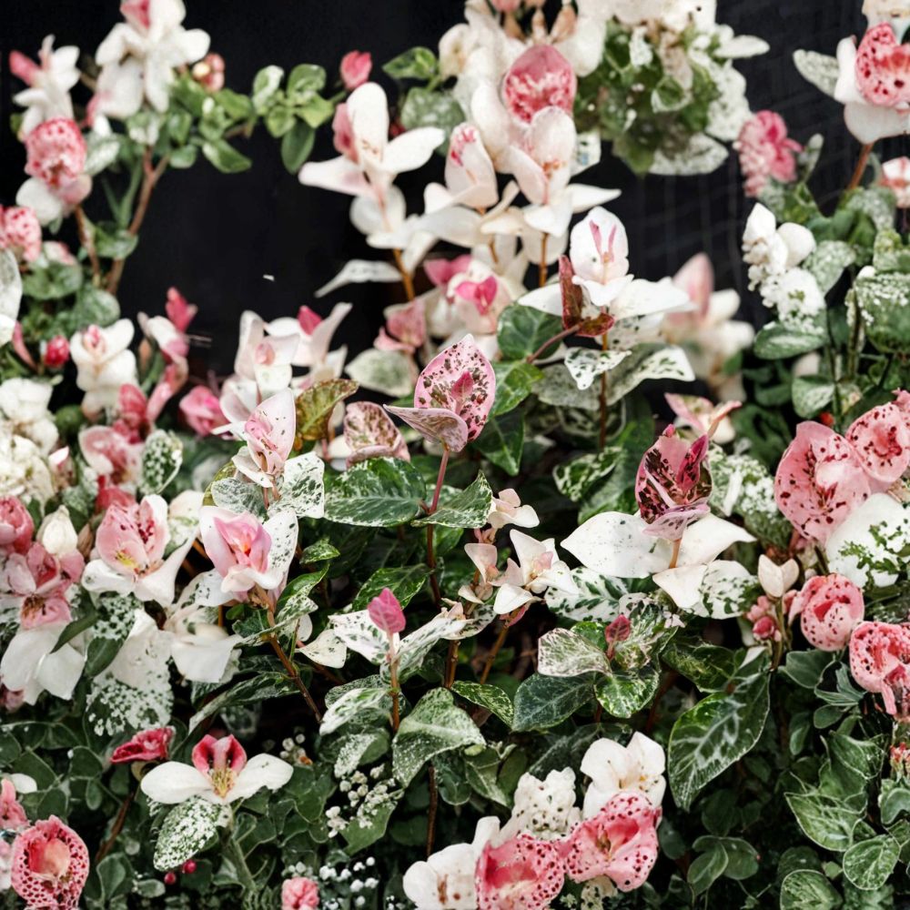 Snow in Summer Jasmine Seeds – Variegated Trachelospermum asiaticum Climbing Vine with Fragrant White Flowers, Hardy Jasmine Plant Seeds