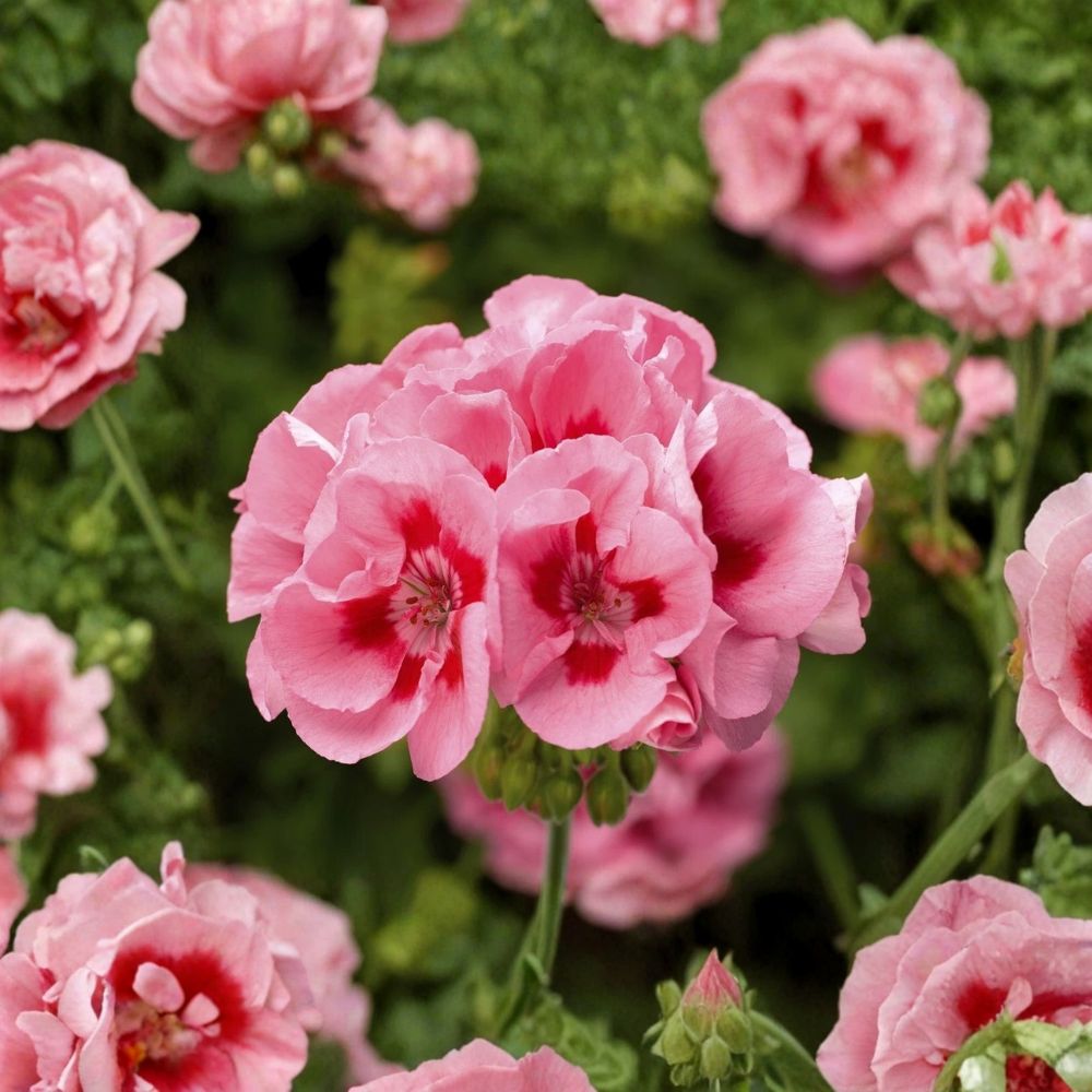 Pink Flame Geranium Starter Plant – Live Vibrant Pink Blooms, Patio & Container Friendly, Easy to Grow Flowering Plant