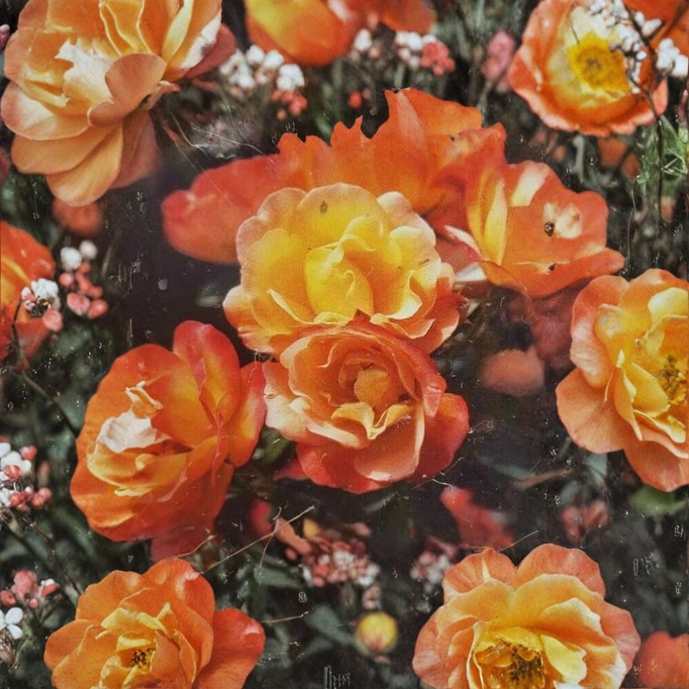 Climbing Rose Plant – 3 Gallon Yellow Vermilion Blooms Flowering Garden Vine – Rosa 'Pinata'