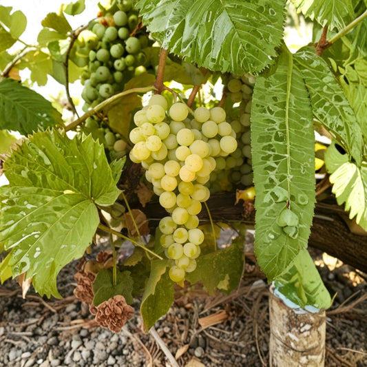 Marquis Seedless Grape Vine – Live Plant, White Table Grape, Large Sweet Berries, Cold Hardy Backyard Vine, Mid-Season Harvest