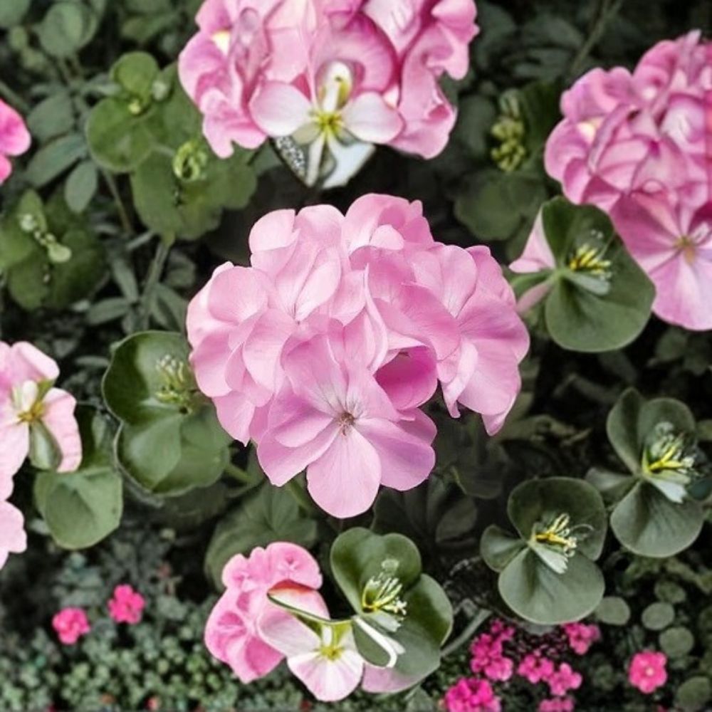 Geranium Pinto Premium Lavender Seeds | Pastel Lavender Blooms | Vigorous Garden Variety | Pelargonium | 1,000 Seeds