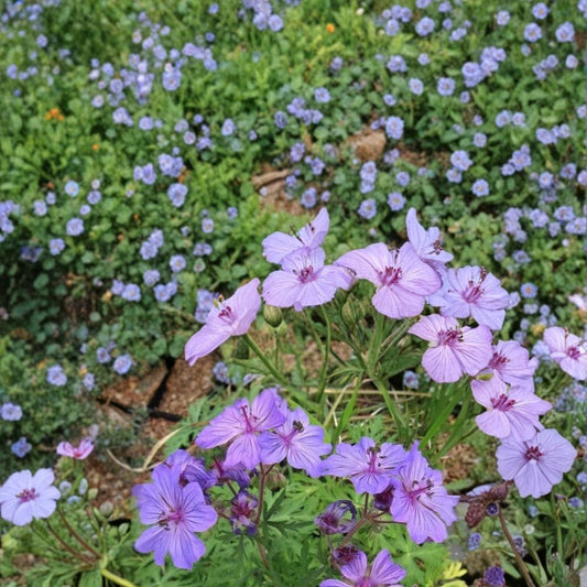 Malviflorum Geranium Seeds – Pelargonium Flower Seeds, 25+ Seeds, Vibrant Garden Blooms, Patio & Container Friendly, Easy to Grow