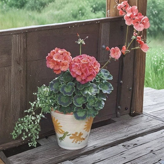 Maverick Series Coral Geranium Seeds – 10 Premium Bright Orange Flower Seeds for Patio & Container Gardening