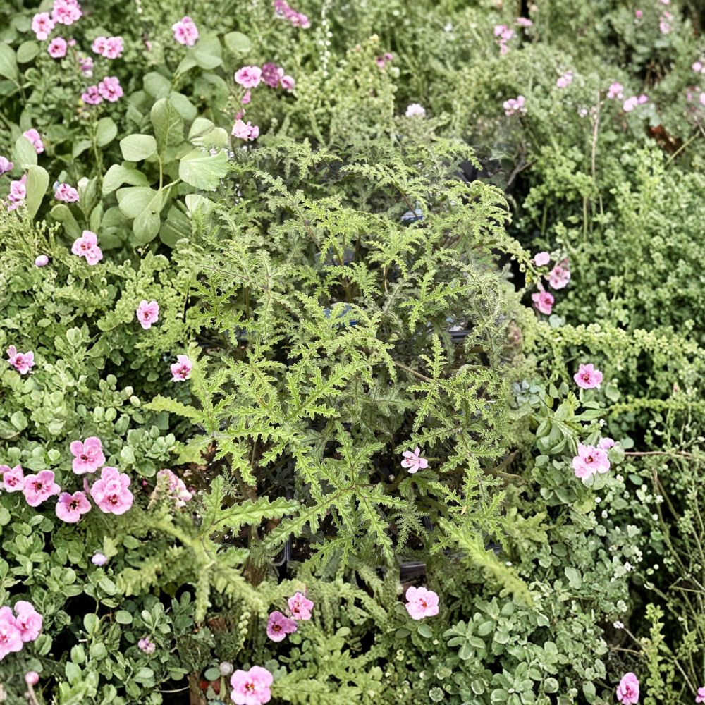 Pine Scented Geranium Live Plant – Pelargonium denticulatum Quart Pot Fragrant Indoor Outdoor Herb