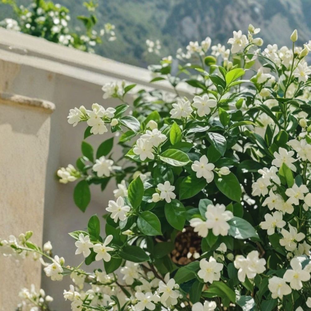 Weeping Jasmine Seeds 100+ – Fragrant Climbing Vine for Garden, Balcony & Patio – Jasminum polyanthum Flowering Plant