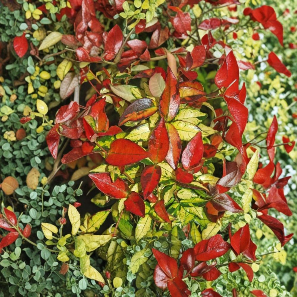 Asiatic Jasmine ‘Summer Sunset’ Live Plant – Variegated Fragrant Vine, Evergreen Groundcover, 4–6 Inches Tall, Trachelospermum asiaticum