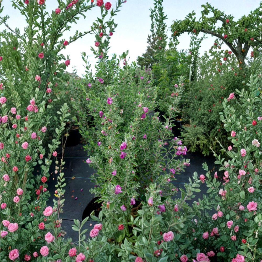Purple Texas Sage Live Shrub – Drought Tolerant, Evergreen, Pollinator Friendly, Leucophyllum frutescens, 2–3 Feet Tall