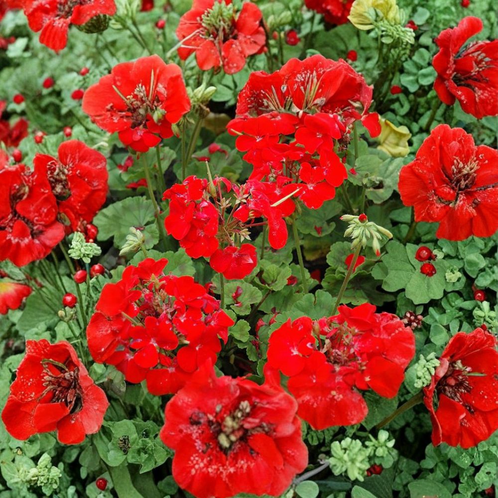 Pinto Premium Deep Red Geranium Seeds – 100 Coated Pelargonium Seeds for Garden & Pot Flowers, Early Blooming Red Pelargonium