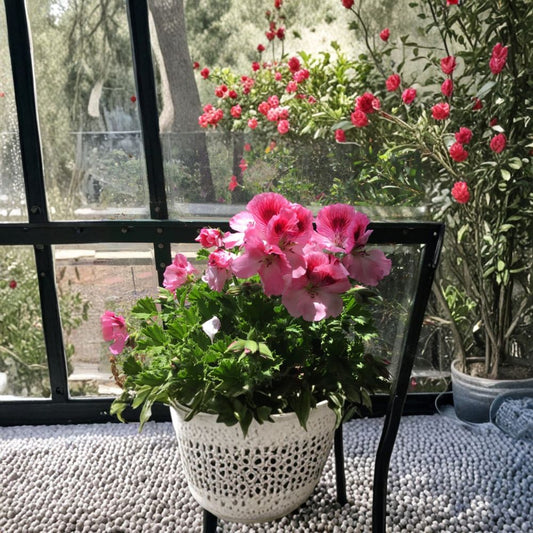 Martha Washington Geranium Cuttings – 4 Pelargonium Rooting Plants – Mixed Color Regal Geraniums for Garden, Patio, Indoor
