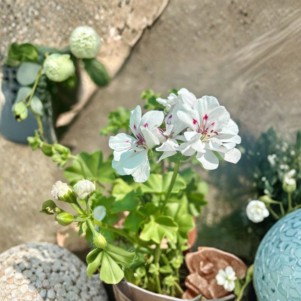 White Geranium Live Plant – Blooming Pelargonium in 6 Inch Pot for Outdoor Garden and Patio | Easy to Grow Flowering Plant