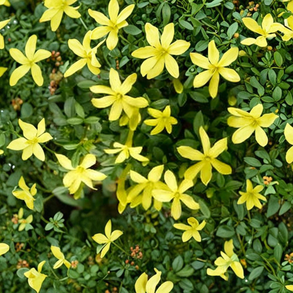 Parker’s Jasmine Dwarf Live Plant – Yellow Fragrant Jasmine Shrub 4” Pot, Outdoor Flowering Garden Plant, Compact Patio or Container Plant