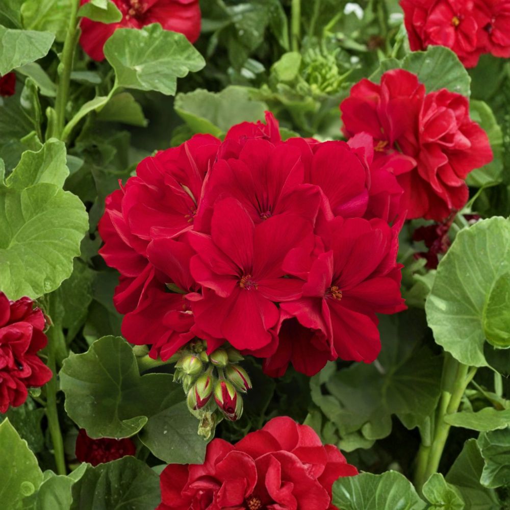 Deep Velvet Red Geranium Cuttings – 5 Fresh Pelargonium Rooting Plants with Rare Dark Red Flowers