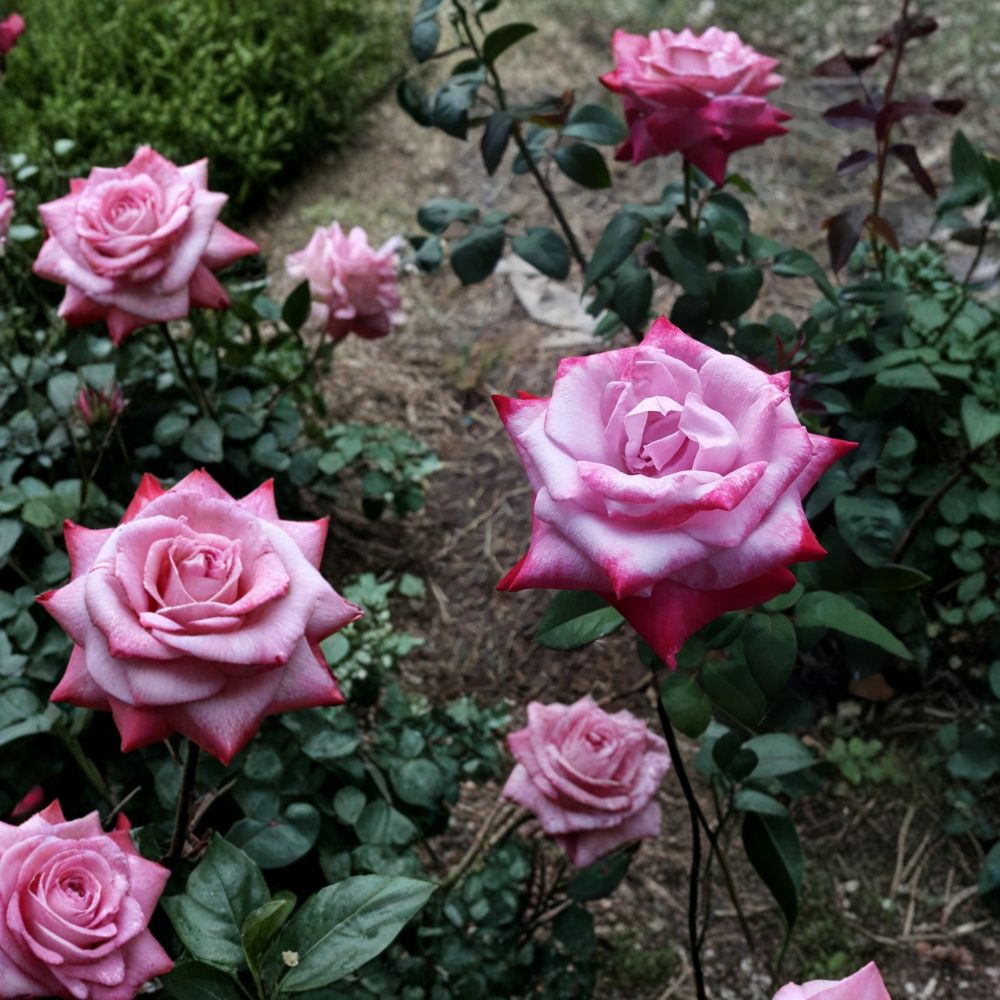 Paradise Hybrid Tea Rose Live Plant – 5 Gallon Lavender Pink Magenta Fragrant Rose Bush | Rosa
